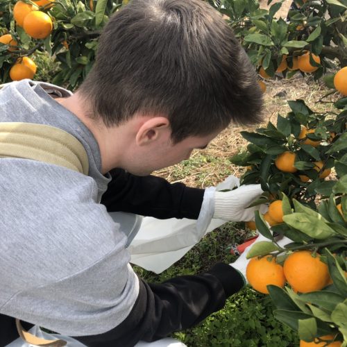 Event Report: Orange Picking